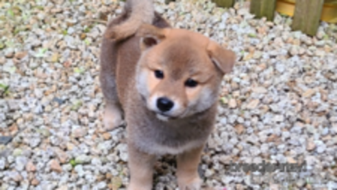 成約済の静岡県の柴犬-364515の5枚目